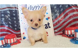 Lane - Chihuahua for sale