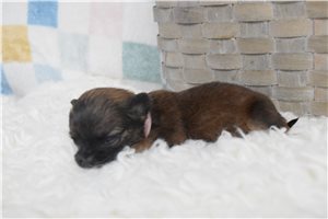 Lassie - Chihuahua for sale