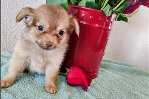 Bryan - Chihuahua for sale