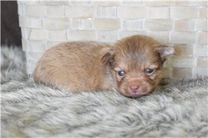 Bryan - puppy for sale