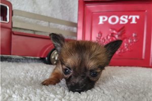 Lassie - Chihuahua for sale