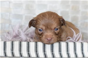 Brooklyn - puppy for sale