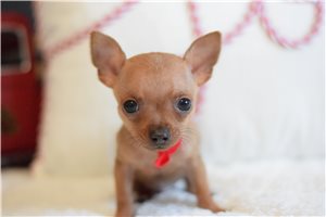 Midas - Chihuahua for sale