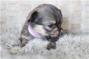 Bliss - Chihuahua for sale