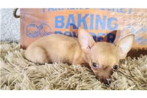 Lana - Chihuahua for sale