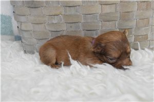Larissa - Chihuahua for sale