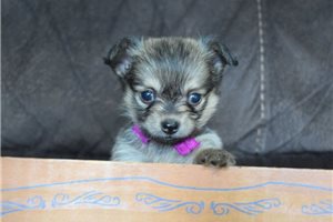 Bliss - Chihuahua for sale