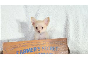 Lane - Chihuahua for sale