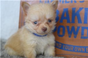 Lane - Chihuahua for sale