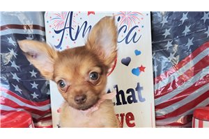 Lamiri - Chihuahua for sale