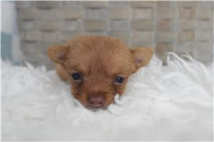 Lamiri - Chihuahua for sale