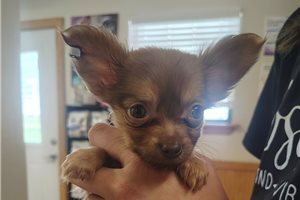Lamiri - Chihuahua for sale