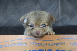 Bryan - Chihuahua for sale