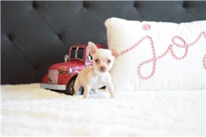 Marshall - puppy for sale