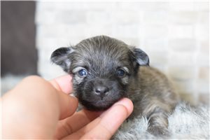 Boston - puppy for sale