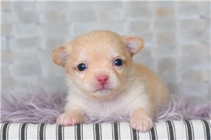 Barbie - puppy for sale