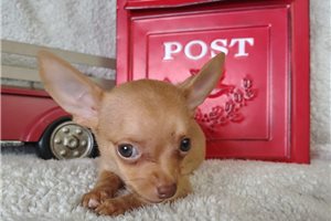Larissa - Chihuahua for sale