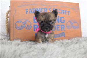 Lassie - Chihuahua for sale