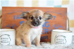 Jadis - puppy for sale