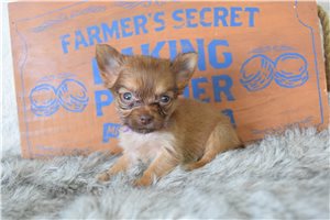 Lamiri - Chihuahua for sale