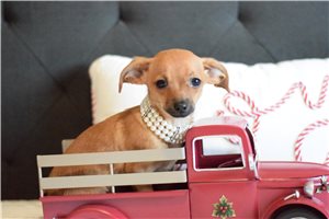 Jairo - Chihuahua for sale