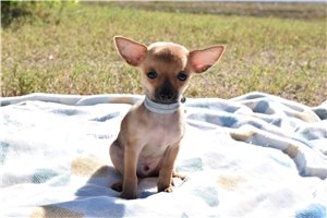 Jagger - puppy for sale