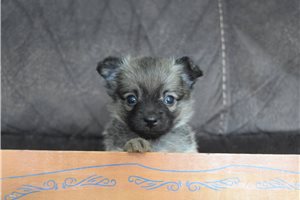 Boston - Chihuahua for sale