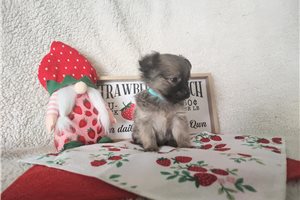 Boston - Chihuahua for sale