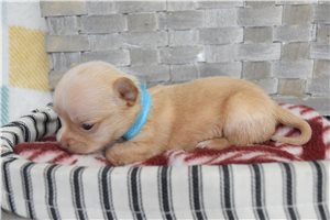Lane - Chihuahua for sale