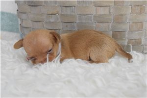 Lana - Chihuahua for sale