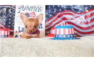 Lana - Chihuahua for sale