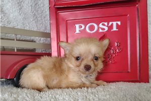 Lane - Chihuahua for sale