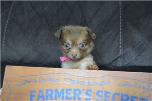 Brooklyn - Chihuahua for sale