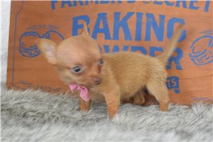 Lana - Chihuahua for sale