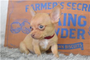 Larissa - Chihuahua for sale