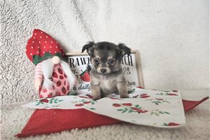 Bliss - Chihuahua for sale