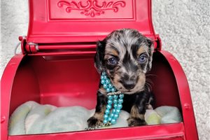 Cedar - Dachshund, Mini for sale