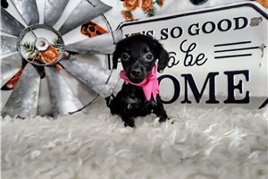 Connie - Dachshund, Mini for sale