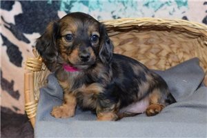 Oreo - Dachshund, Mini for sale