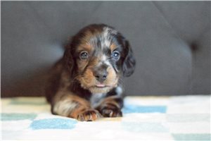 Owen - Dachshund, Mini for sale