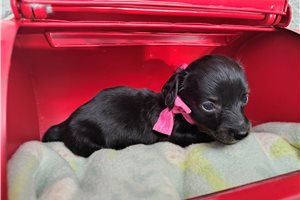Connie - puppy for sale
