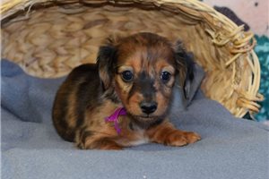 Opal - Dachshund, Mini for sale