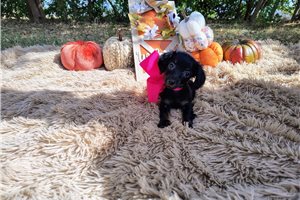 Connie - Mini Dachshund for sale