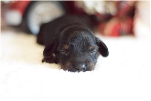 Oliver - Dachshund, Mini for sale