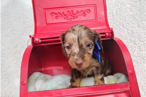 Clifford - Dachshund, Mini for sale