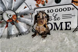 Clifford - puppy for sale