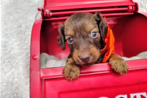 Christopher - puppy for sale
