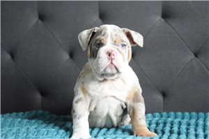 Sebastian - English Bulldog for sale
