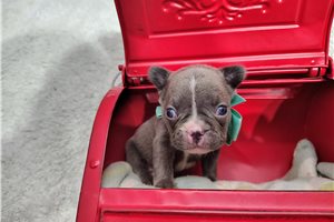 Bonham - puppy for sale