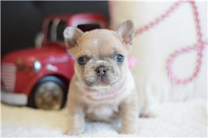 Nyla - French Bulldog for sale